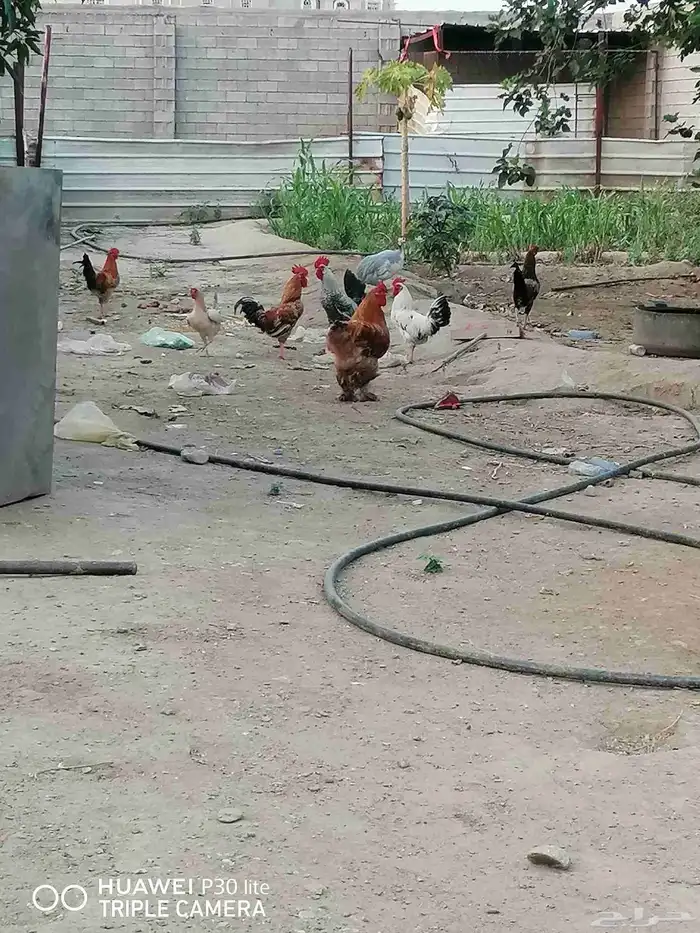 الدجاج للبيع 7