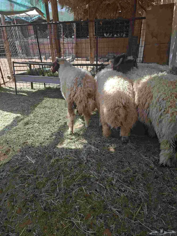 طليان نعيم ذبايح 5