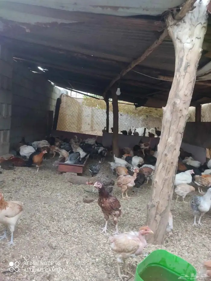 دجاج بلدي للبيع. الموقع  مدركه رحاط 0