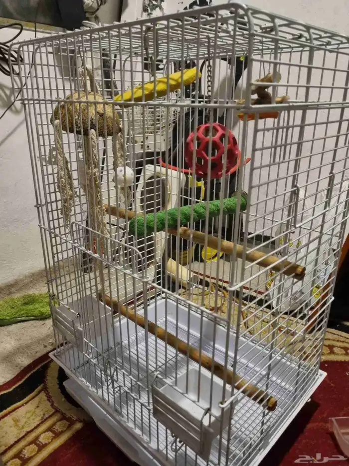 قفص مع استاند للطيور 2