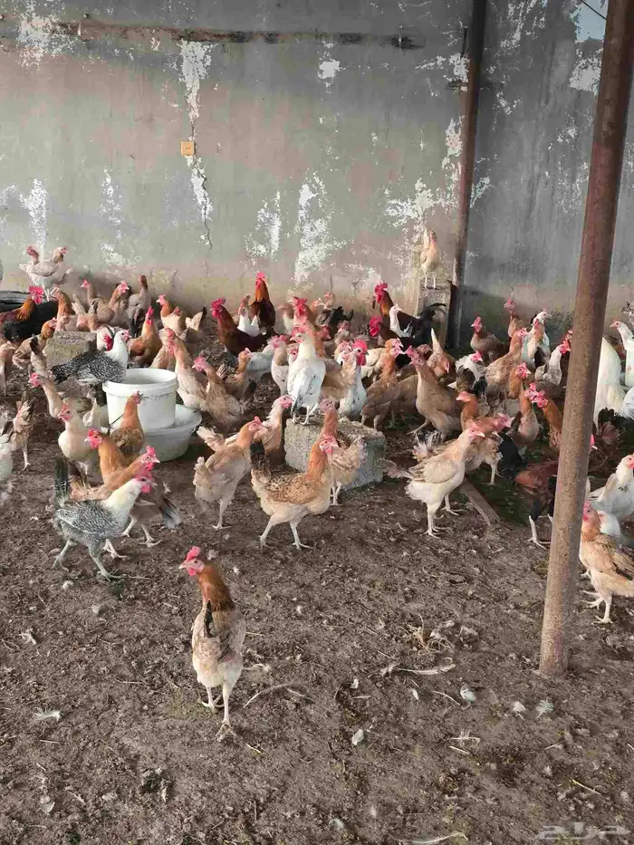 دجاج بلدي بياض 8