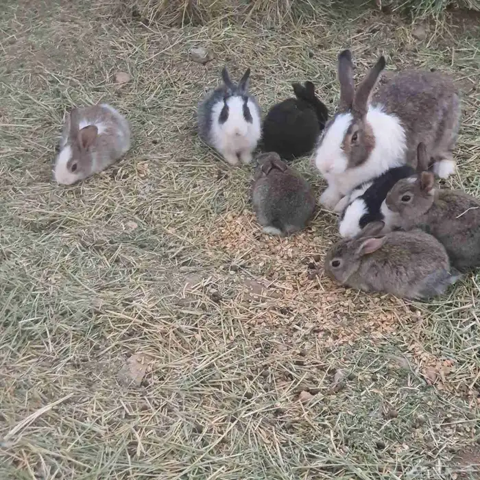 ارانب صغار للبيع العدد 10وسليمه شرط 0