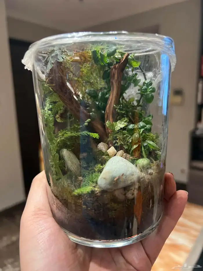 حشرات تنظيف التيراريوم tropical white springtails 1