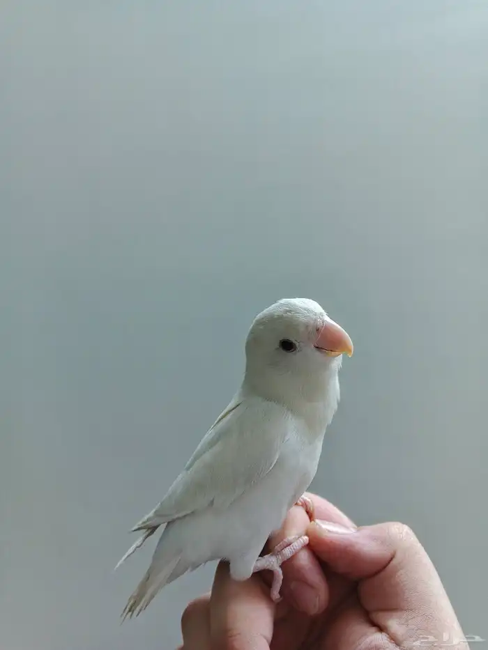 ثلاثه روزات أليف وهدد بسعر رخيص 0