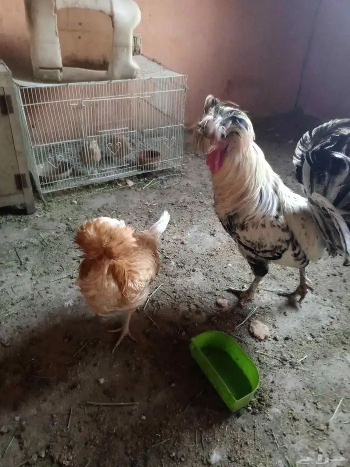 دجاج بولش زوج 0