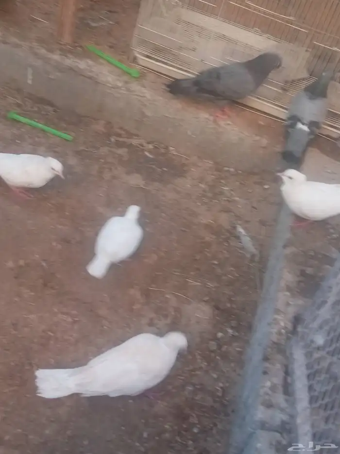 حمام ياكريم 0