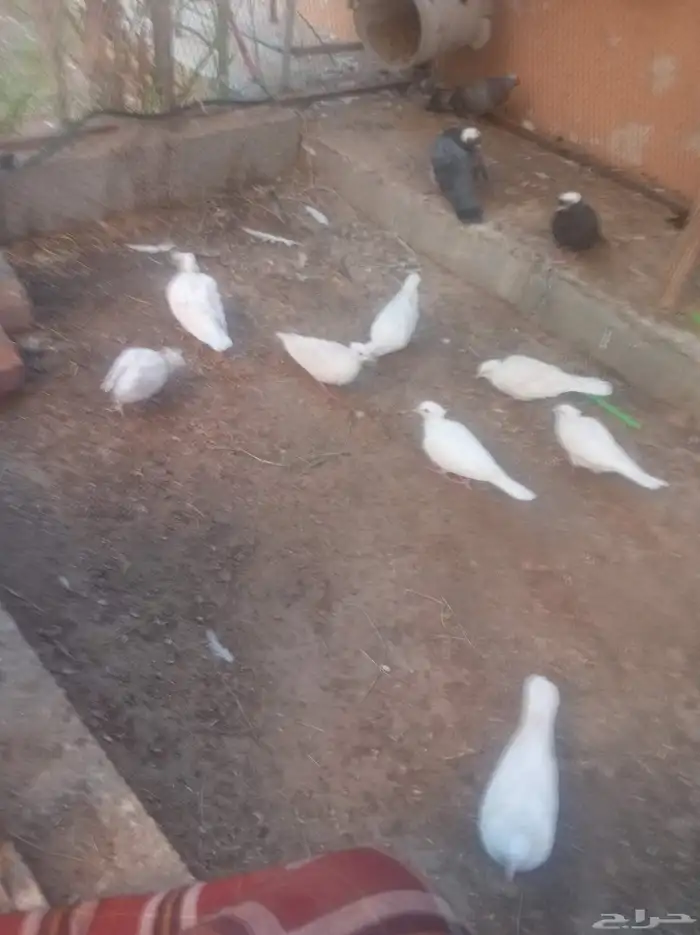 حمام ياكريم 1