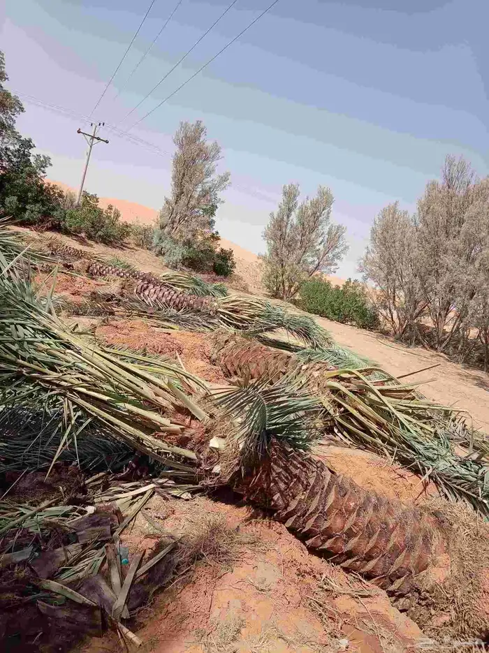 صقعي فنخاء مجدول هلالي عجوه ونانه نخل ع الطلب من القصيم 5