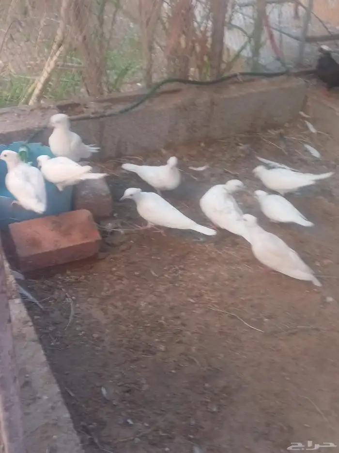 حمام ياكريم 3