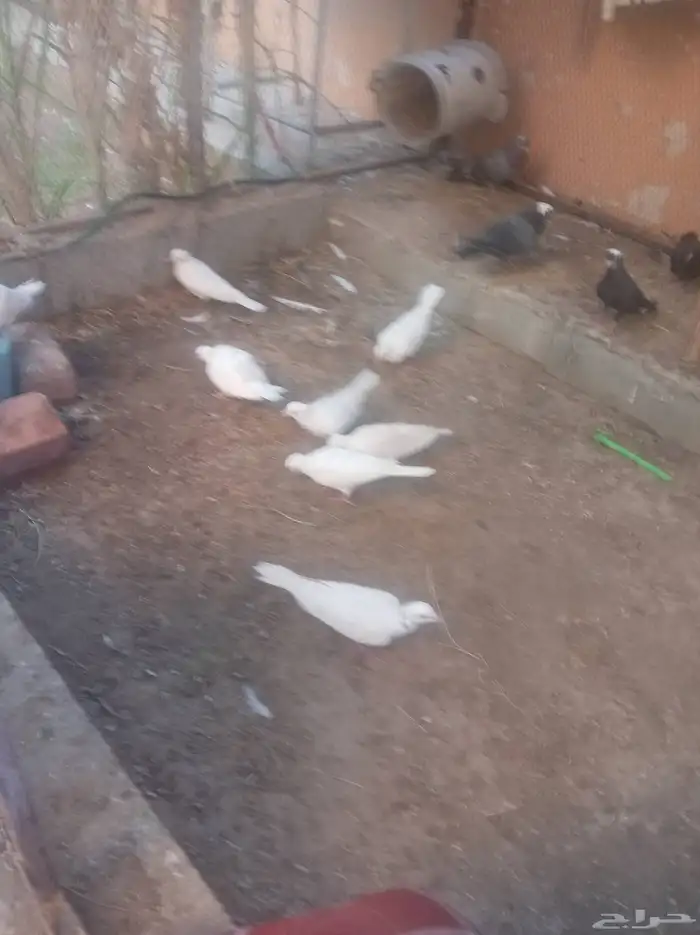 حمام ياكريم 2