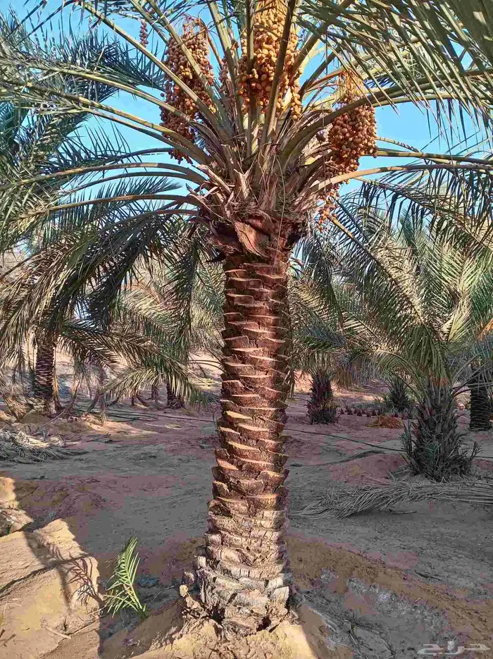 نخل للبيع 0