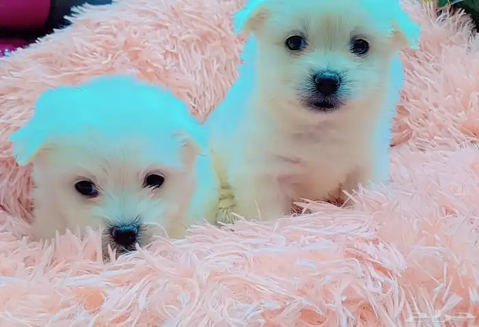 كلاب مالتيز بيور 0