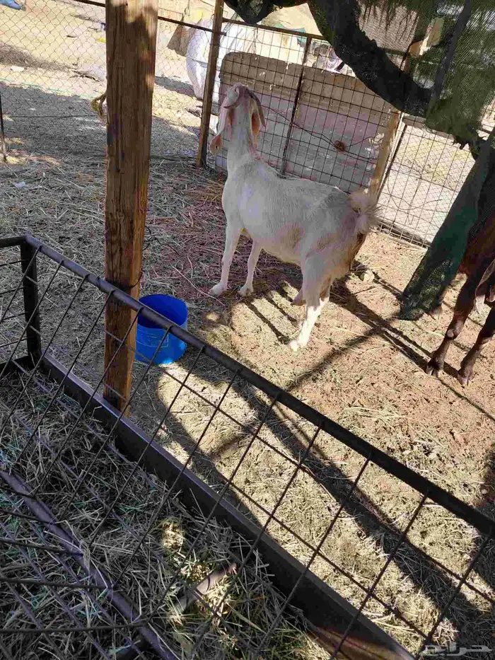 للبيع حليب مشروكه شرط مقروعه على التيس الي معها 1