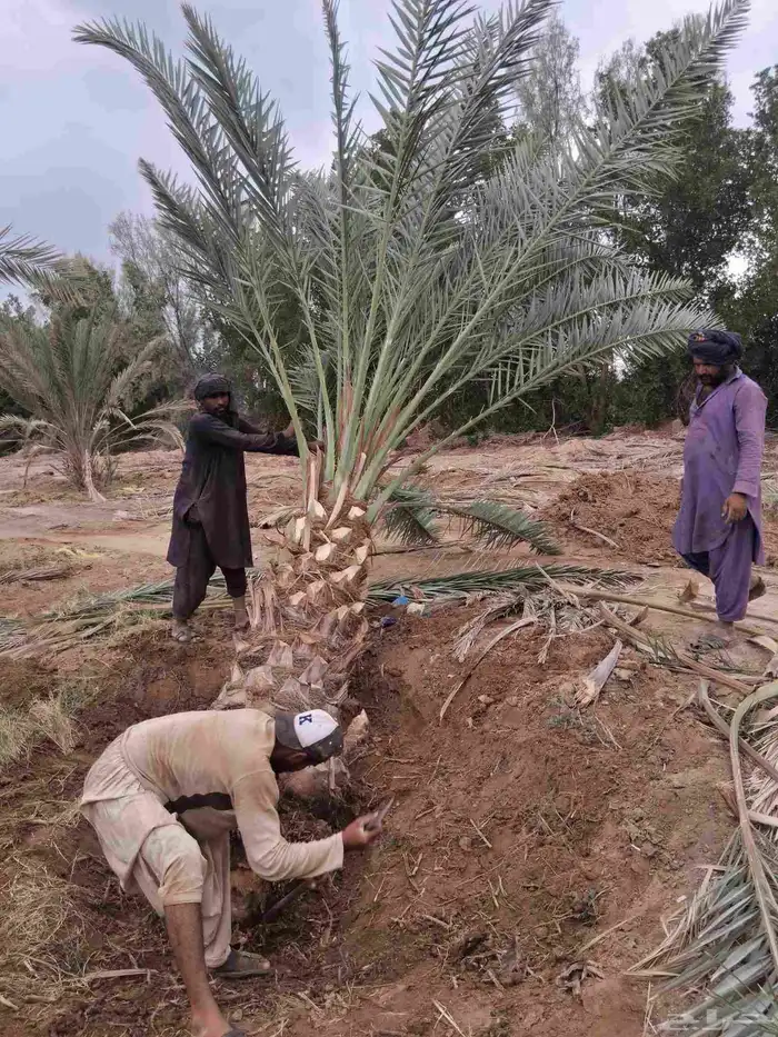 نخل برني العلا للبيع وروثانه وبرني العيص 8