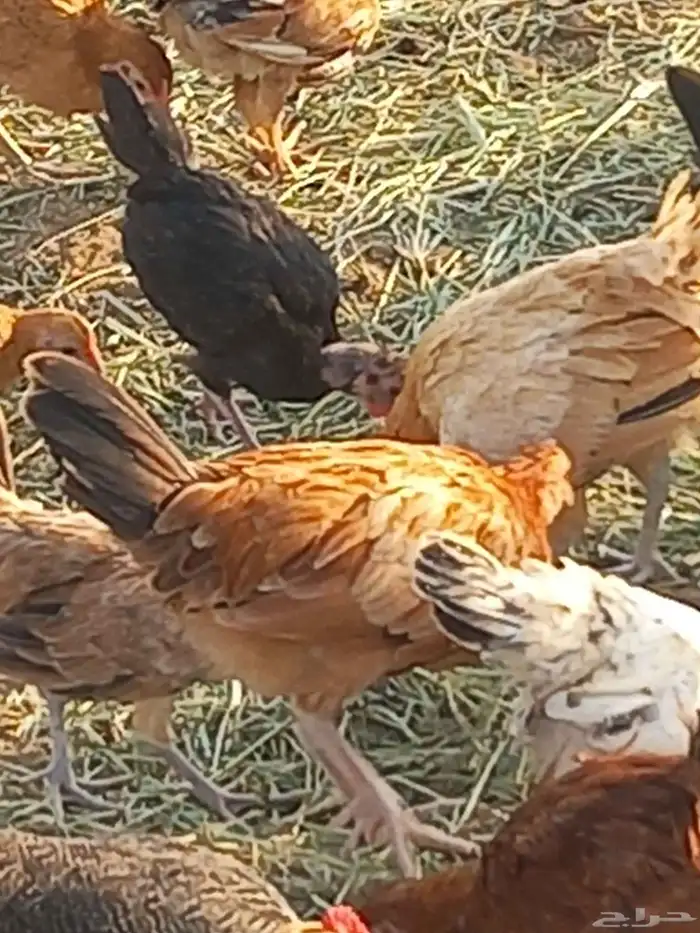 دجاج للبيع بلدي 2