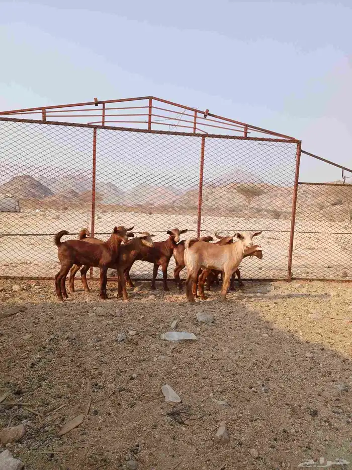 ماعز جنوبيه العدد 25 راس فيه 16 دفيع و 8 مصاخيل ب عياله 0