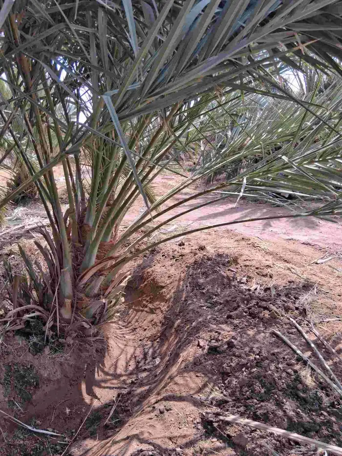 نخل برني العلا للبيع وروثانه وبرني العيص 4