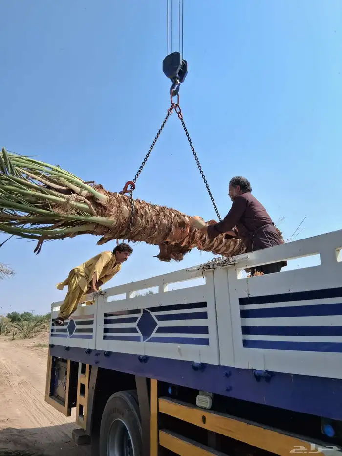 نخل برني العلا للبيع وروثانه وبرني العيص 2