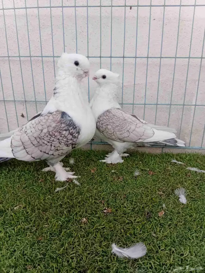 زوج حب رمان مفصص 9