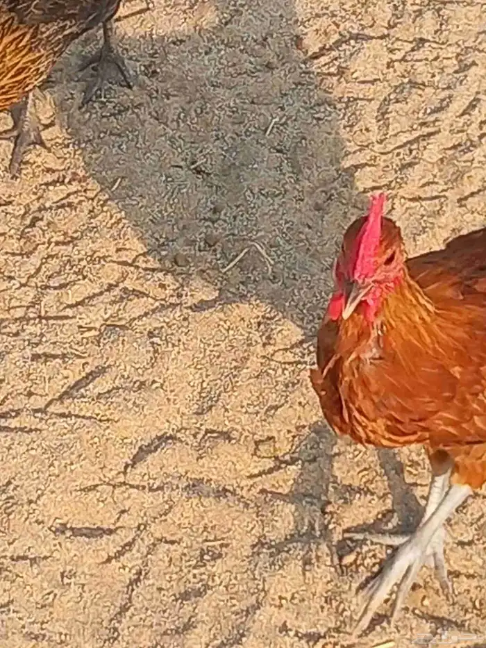 دجاج للبيع بلدي 7