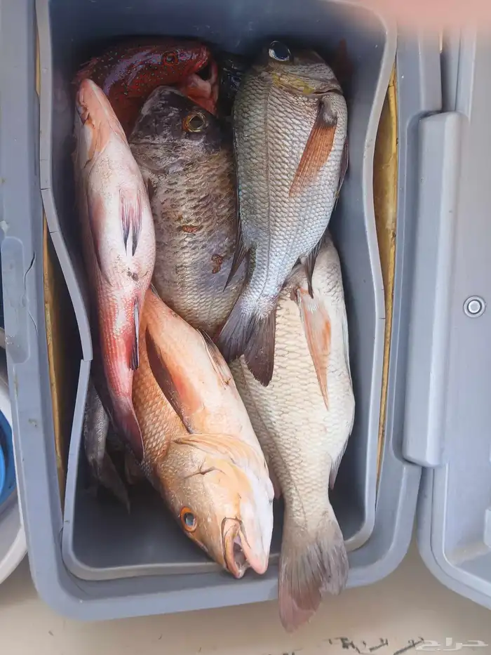 كبتن محمد للرحلات البحريه صيد وبياض ونزهه 18 3