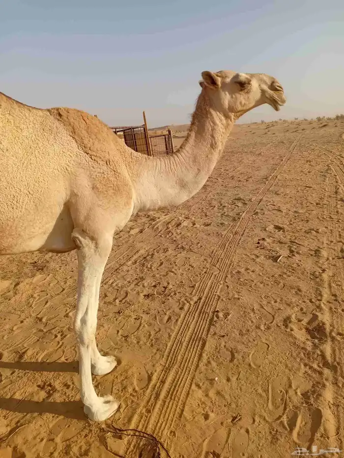 بكره مفروده طيبه ع زمول عيد ابن ضافر القحطاني الي شاركت شلفى 1