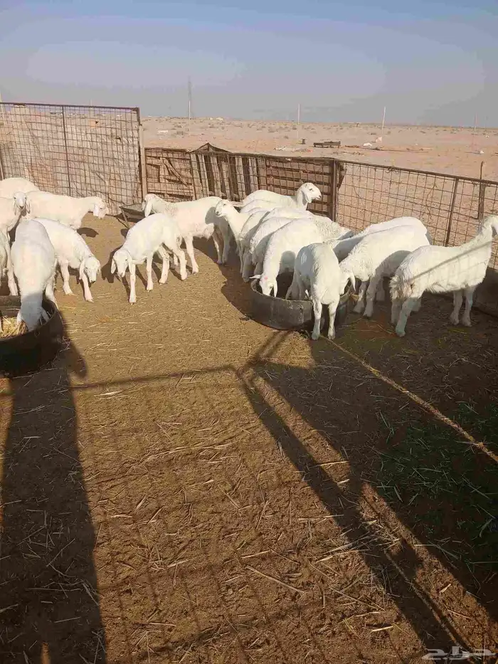 بيع بهم حري طيب ومحصن العدد 18 5