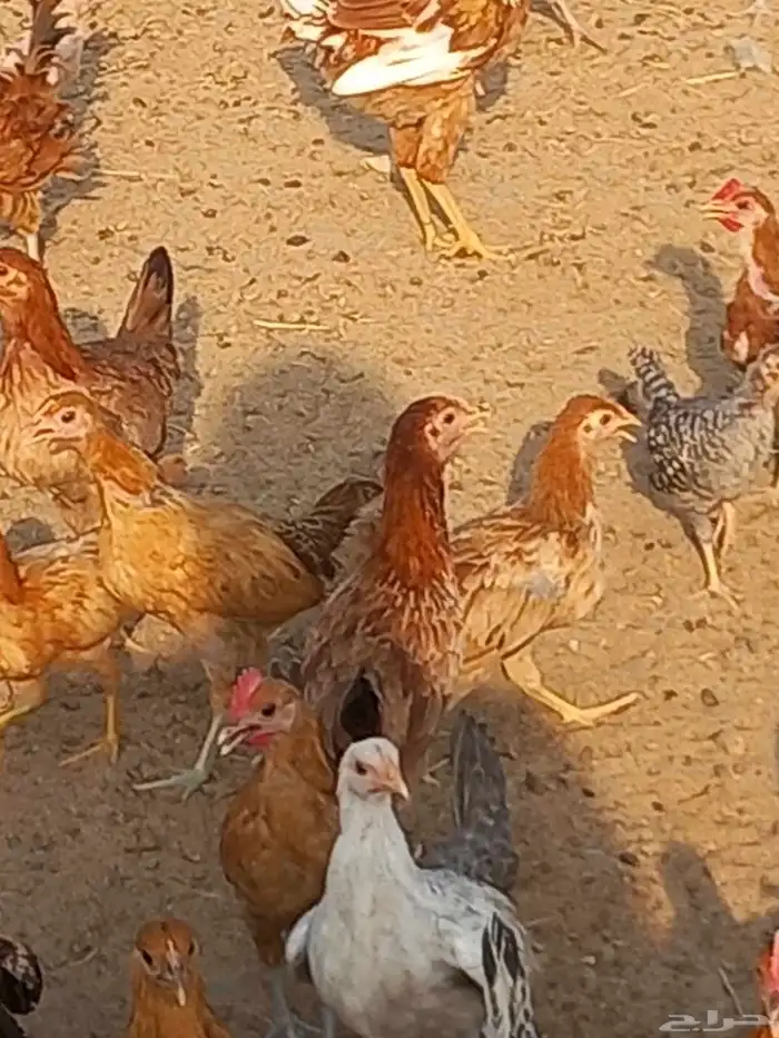 دجاج للبيع بلدي 8