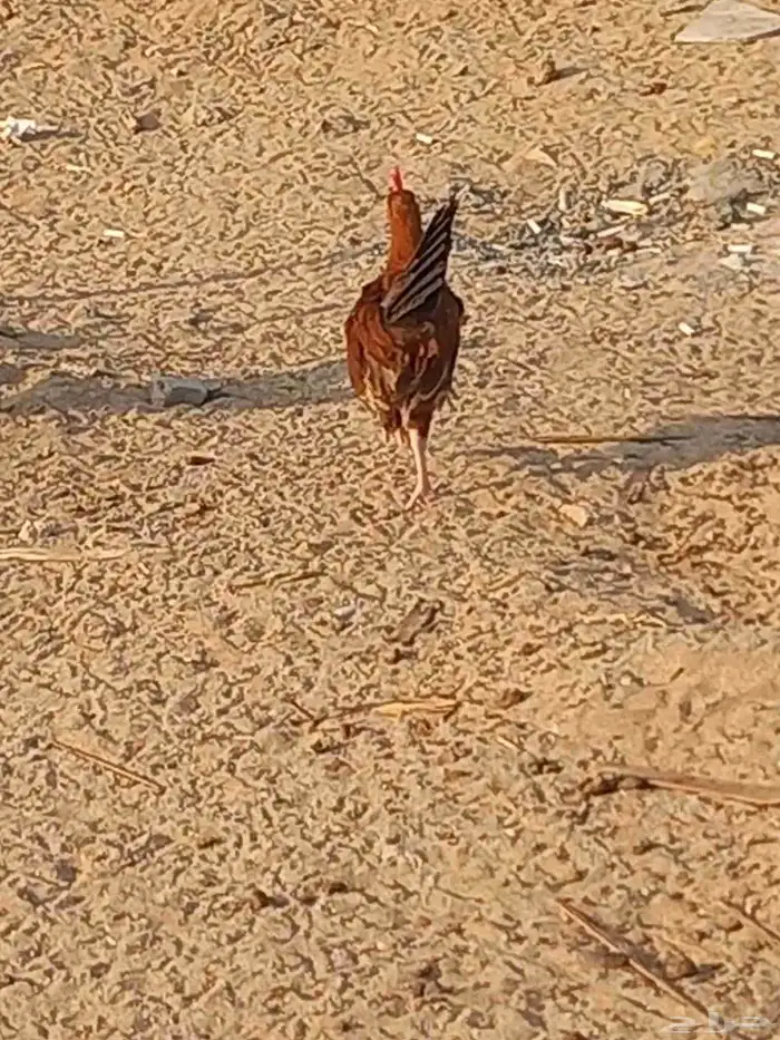 دجاج للبيع بلدي 6