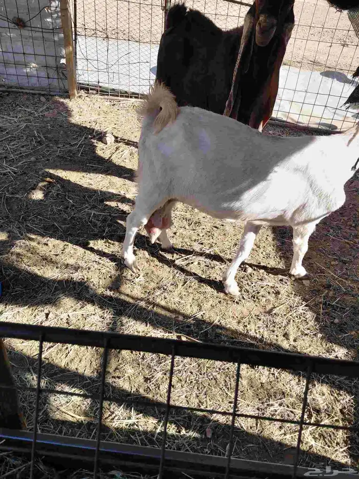 للبيع حليب مشروكه شرط مقروعه على التيس الي معها 5