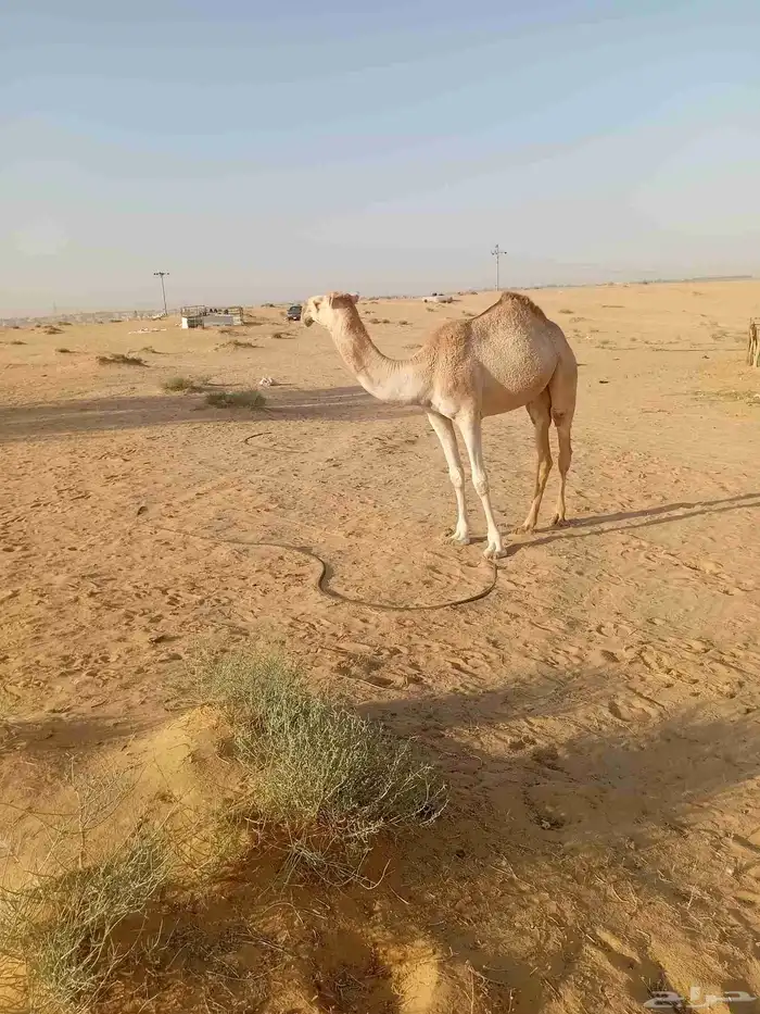 بكره مفروده طيبه ع زمول عيد ابن ضافر القحطاني الي شاركت شلفى 2