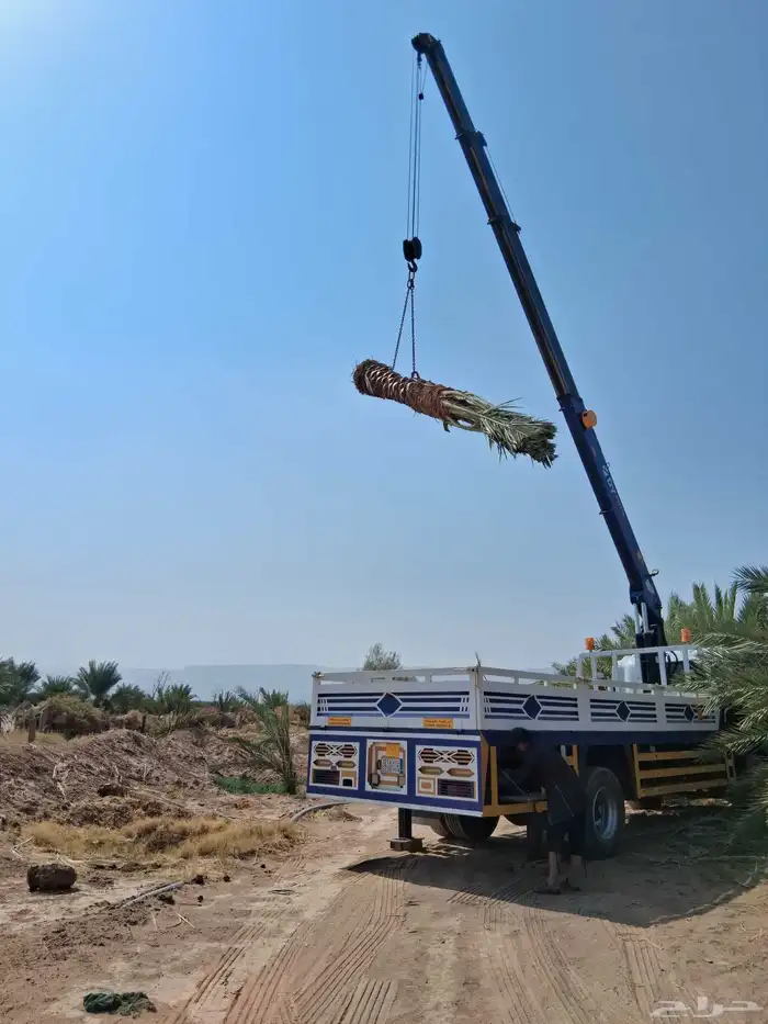 نخل برني العلا للبيع وروثانه وبرني العيص 0