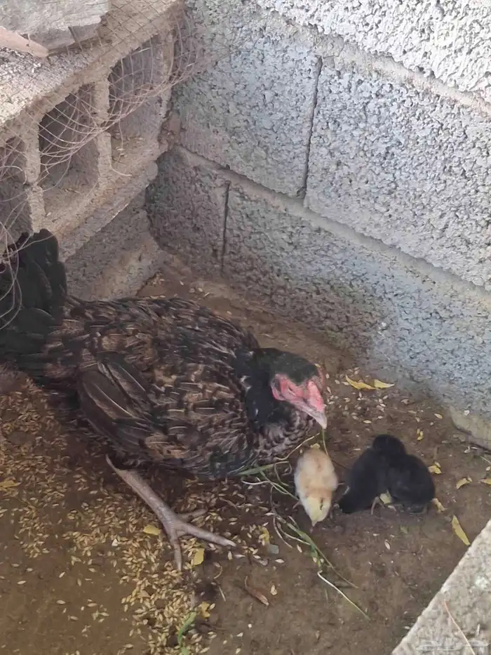 دجاجه مفرخه 2