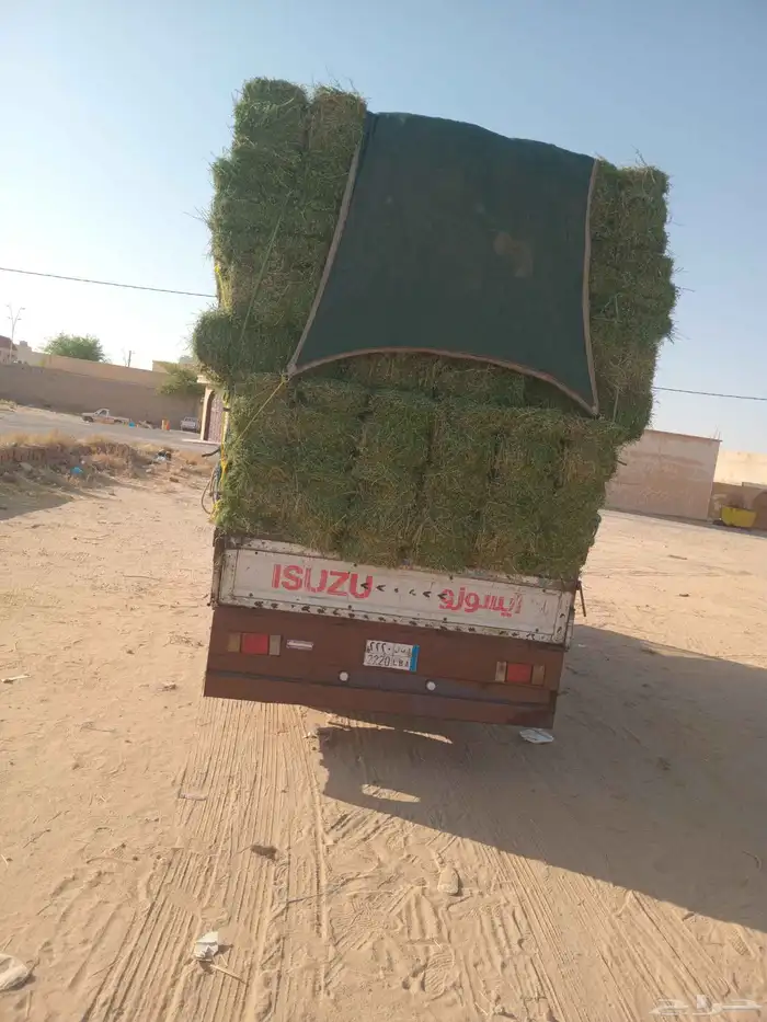 الرياض. برسيم. صافي. وطيب. مره. العدد 250. حبه. واصل 1