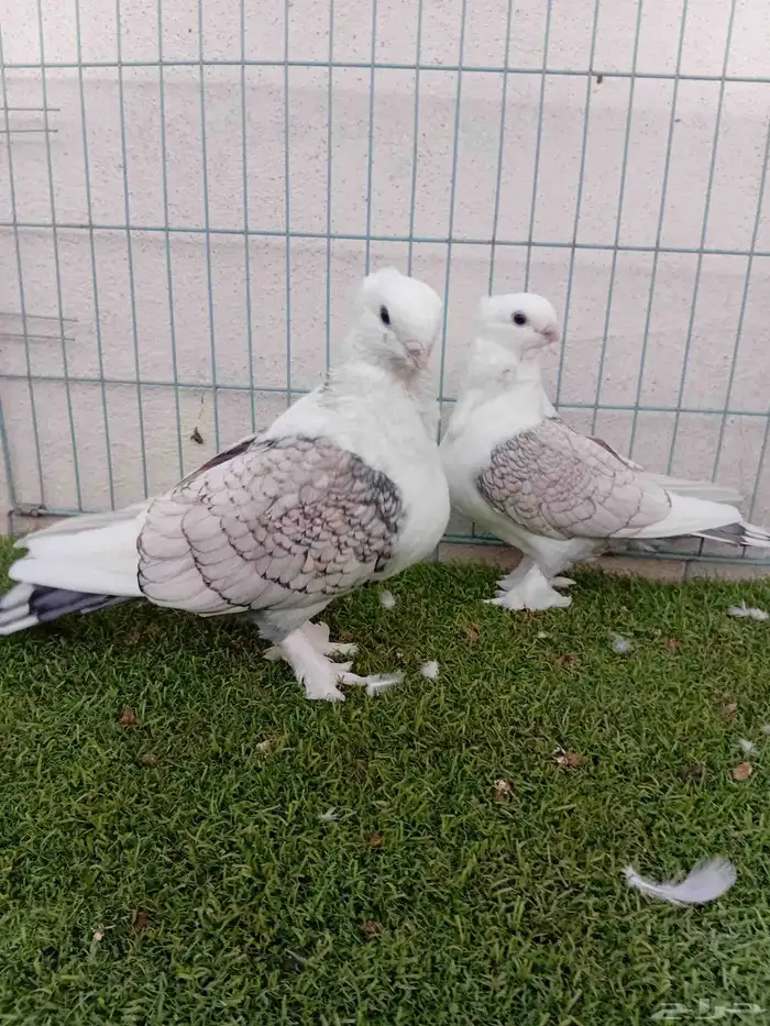 زوج حب رمان مفصص 0