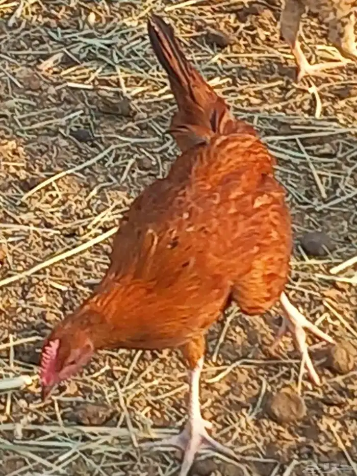 دجاج للبيع بلدي 1