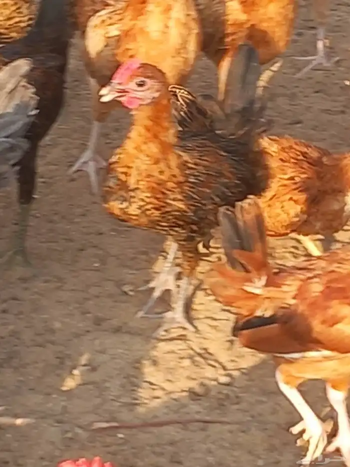 دجاج للبيع بلدي 5