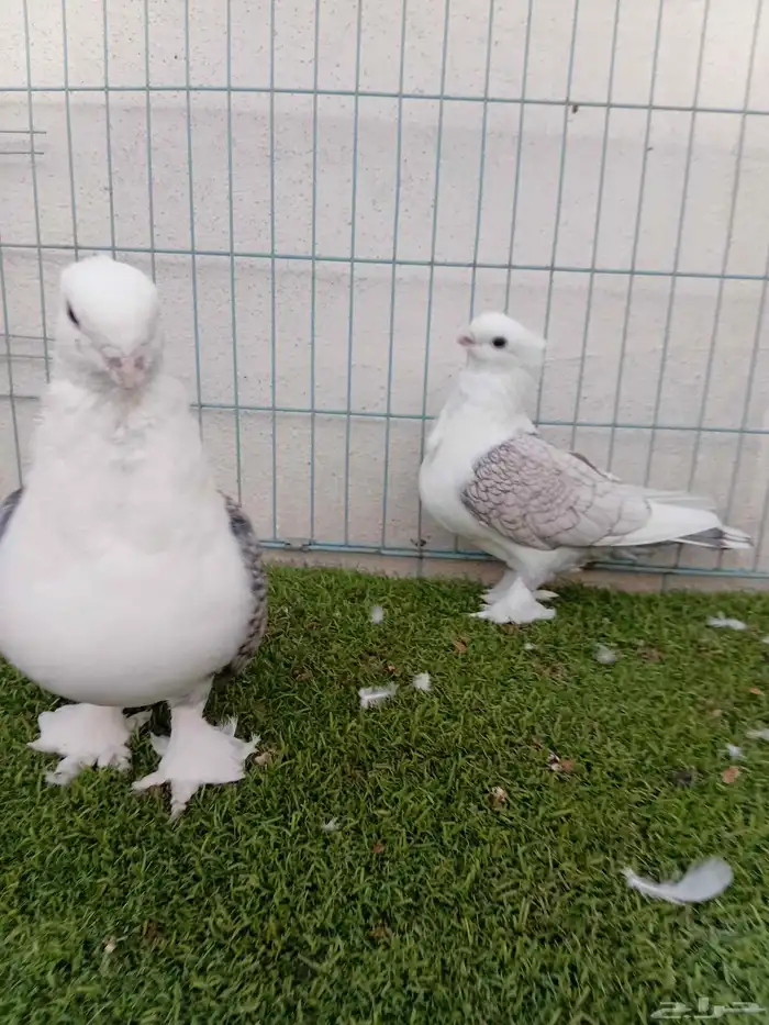 زوج حب رمان مفصص 1