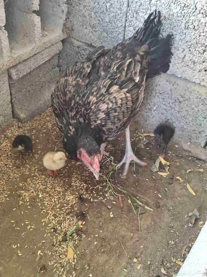 دجاجه مفرخه 1