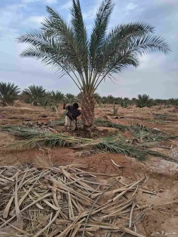 نخل برني العلا للبيع وروثانه وبرني العيص 7