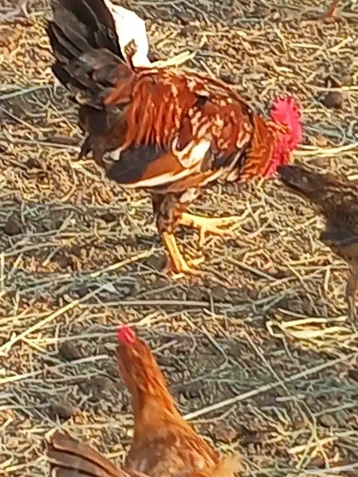 دجاج للبيع بلدي 0