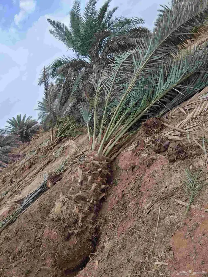 نخل برني العلا للبيع وروثانه وبرني العيص 9