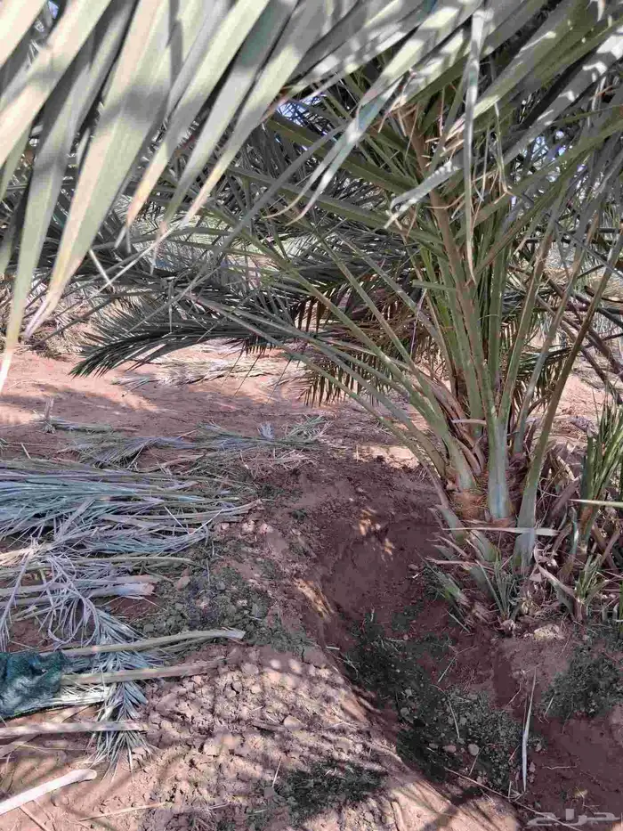 نخل برني العلا للبيع وروثانه وبرني العيص 1