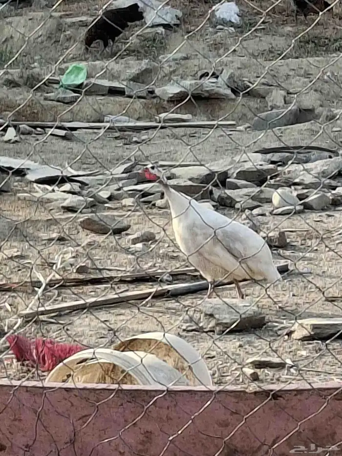 للبيع دجاج حبشي 3
