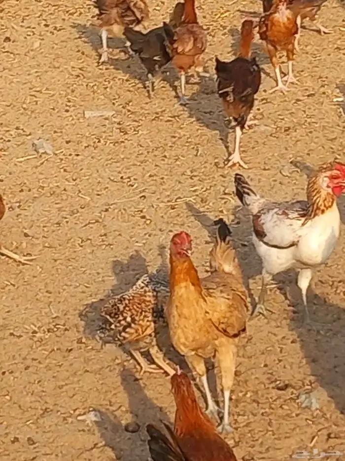 دجاج للبيع بلدي 4