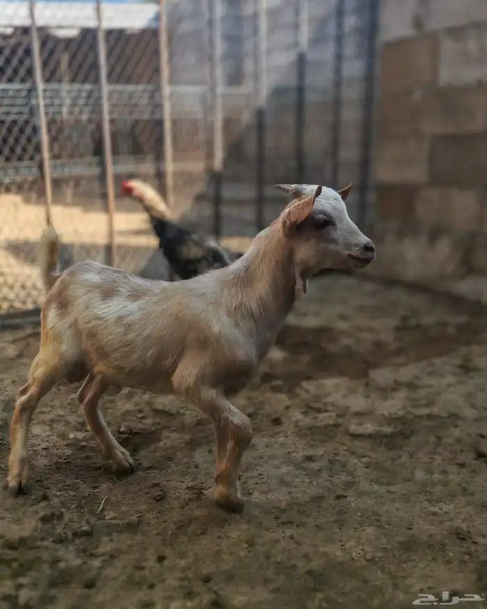ماعز قزم للبيع 1