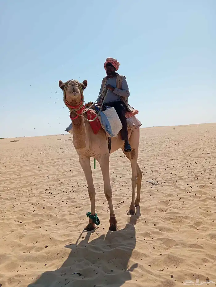 ركبي طوع شرط يصلح قليصه والان سارحين عليه في الابل السن جذ 2