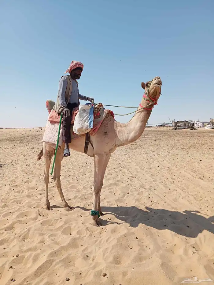 ركبي طوع شرط يصلح قليصه والان سارحين عليه في الابل السن جذ 1