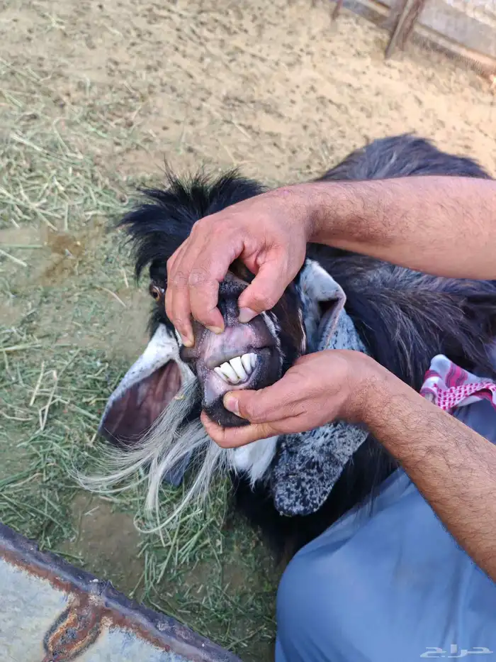 فحل عارضي مشروط السن كما موضح في الصور 4