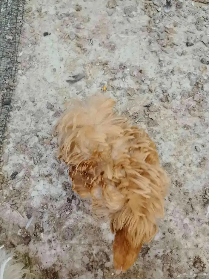 للبيع دجاج كوشن سلكي 11